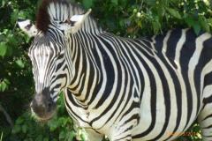 Africa-1174