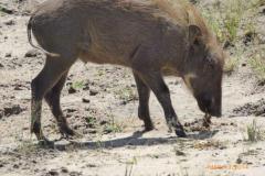 Africa-1180