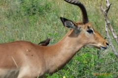 Africa-1185