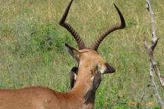 Africa-1186