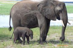 Africa-1200