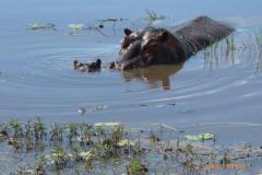 Africa-1203
