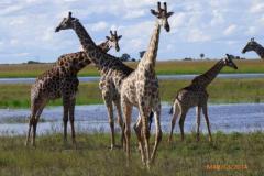 Africa-1220