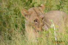 Africa-1247