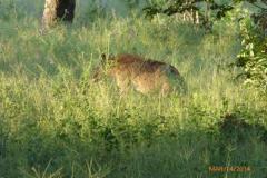 Africa-1251