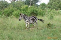 Africa-1252