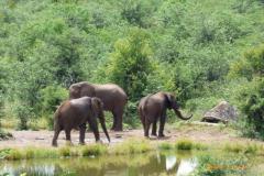 Africa-726