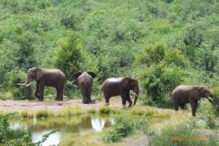 Africa-728