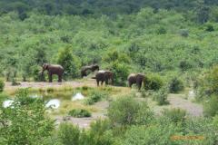 Africa-730