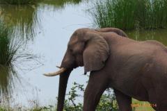 Africa-733