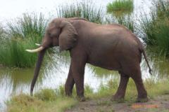 Africa-734
