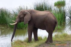 Africa-735