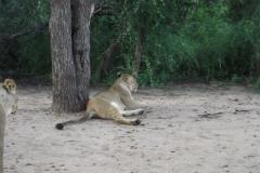 Africa-786