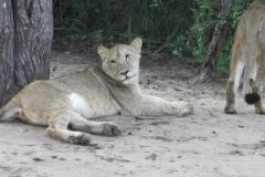 Africa-789
