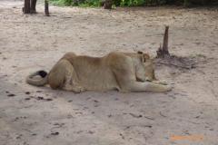 Africa-792