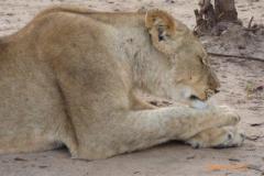 Africa-793