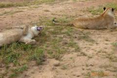 Africa-836