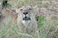Africa-847
