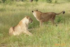 Africa-882