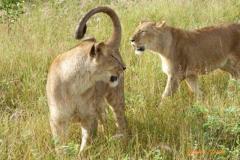 Africa-896