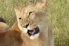 Africa-909