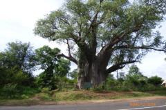 Africa-924