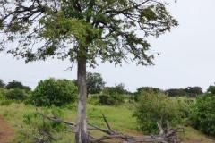 Africa-971