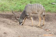 Africa-979