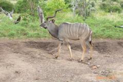 Africa-980