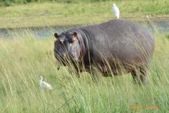 Africa-992
