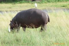 Africa-994