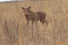 P1100769