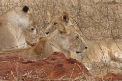 P1100784