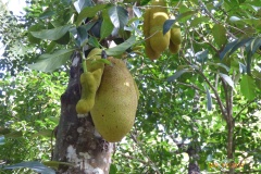 P1110064