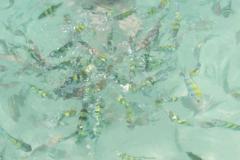 DSCF0847